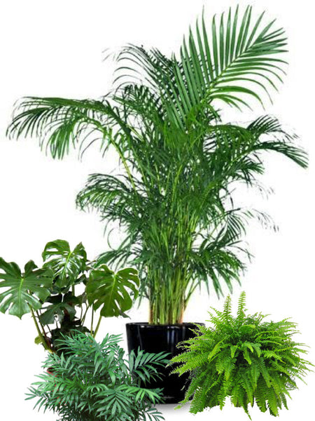 Amazonia Plant