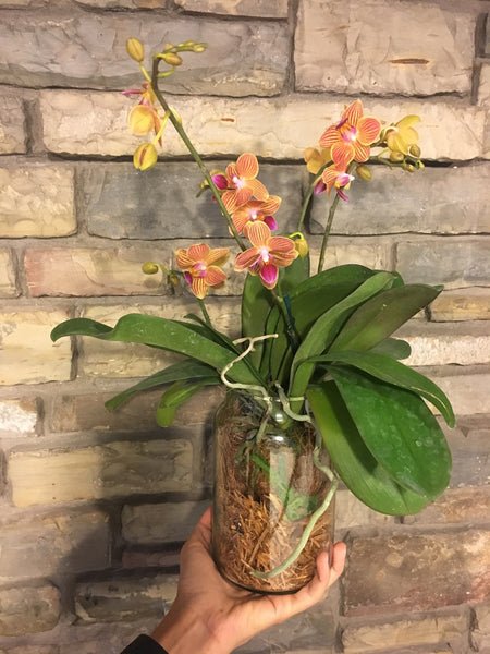 Phalaenopsis Petite