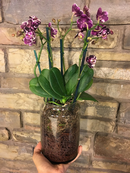 Phalaenopsis Petite