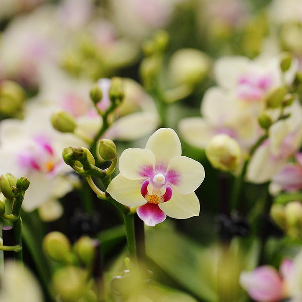 Phalaenopsis Petite