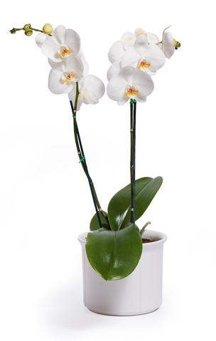 Orquídea Classic White - 2 Spike/Espiga